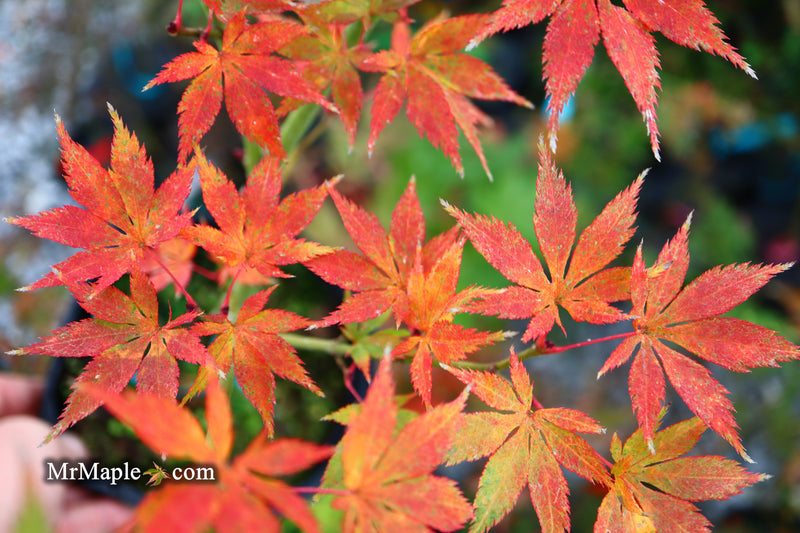 - Acer palmatum 'Grandma Ghost' Japanese Maple - Mr Maple │ Buy Japanese Maple Trees