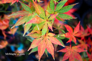 - Acer palmatum 'Grandma Ghost' Japanese Maple - Mr Maple │ Buy Japanese Maple Trees