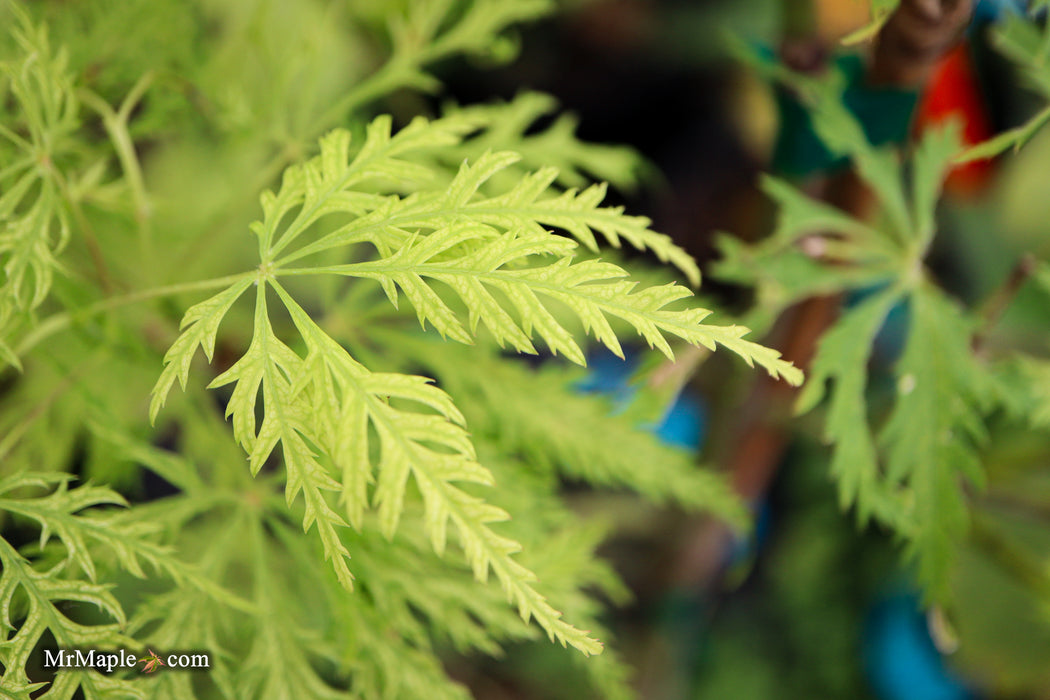 Acer palmatum 'Filigree' Weeping Japanese Maple