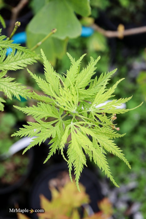 Acer palmatum 'Filigree' Weeping Japanese Maple