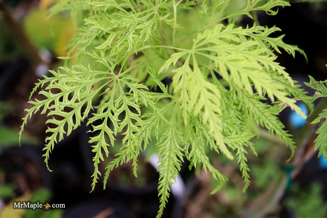 Acer palmatum 'Filigree' Weeping Japanese Maple