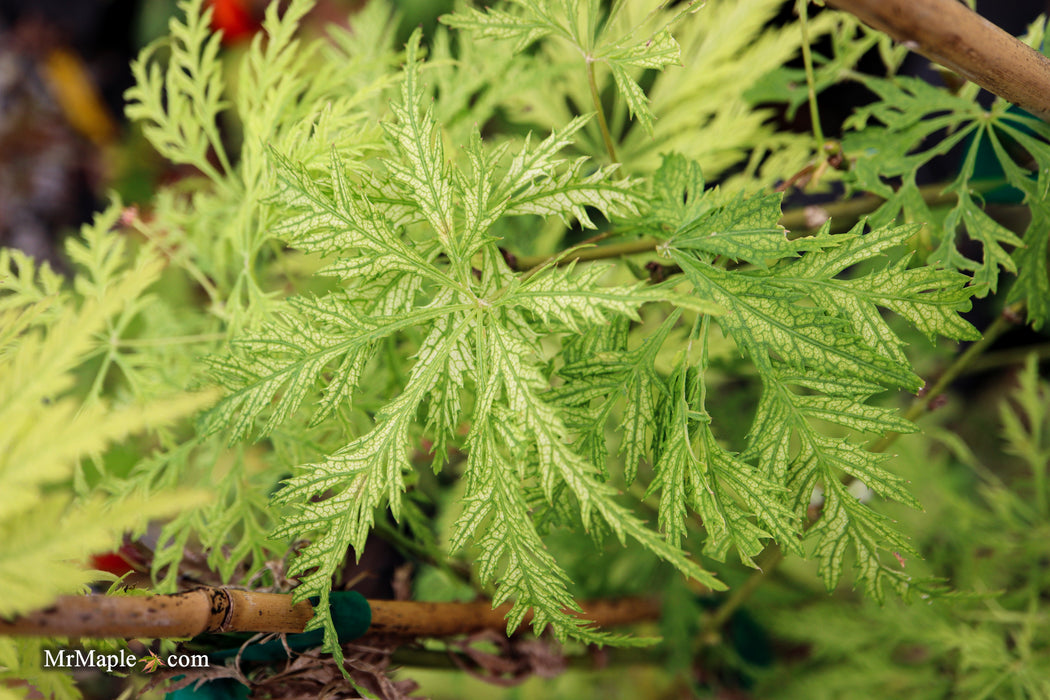 Acer palmatum 'Filigree' Weeping Japanese Maple