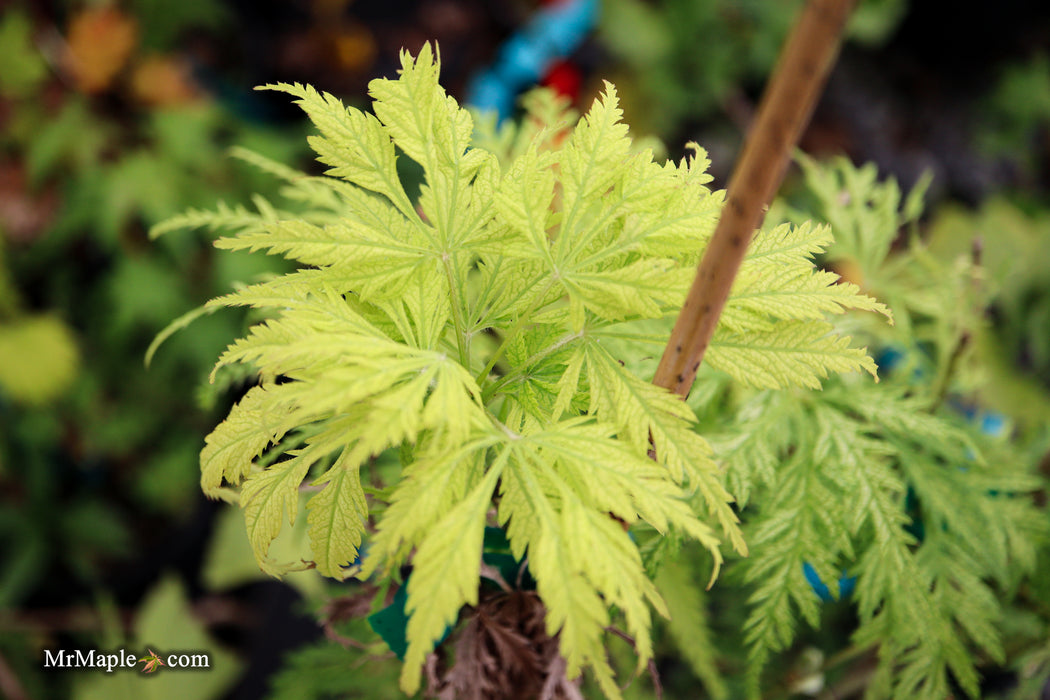 Acer palmatum 'Filigree' Weeping Japanese Maple