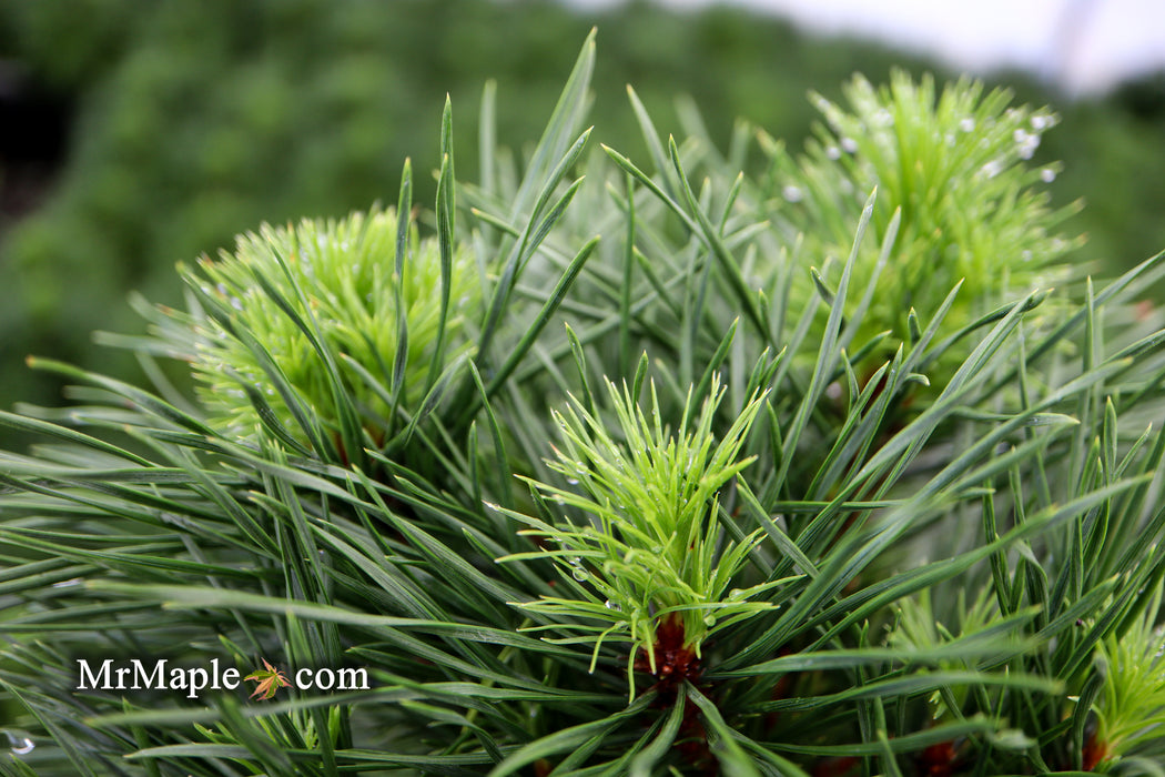Pinus sylvestris 'Green Penguin' Dwarf Scots Pine