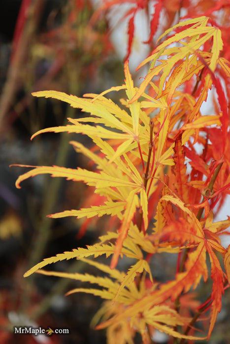 Acer palmatum 'Green Strap' Rare Japanese Maple