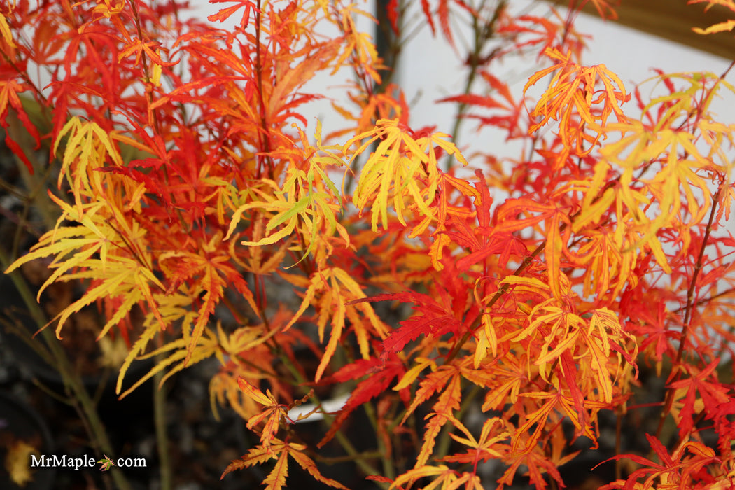 Acer palmatum 'Green Strap' Rare Japanese Maple