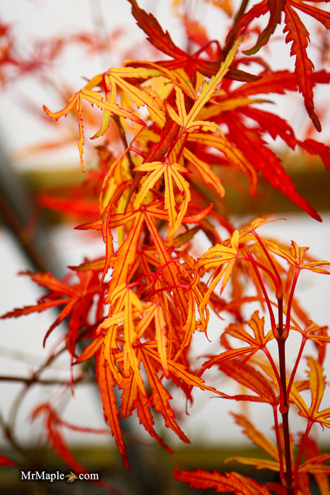 Acer palmatum 'Green Strap' Rare Japanese Maple