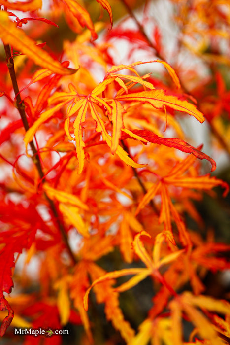 Acer palmatum 'Green Strap' Rare Japanese Maple