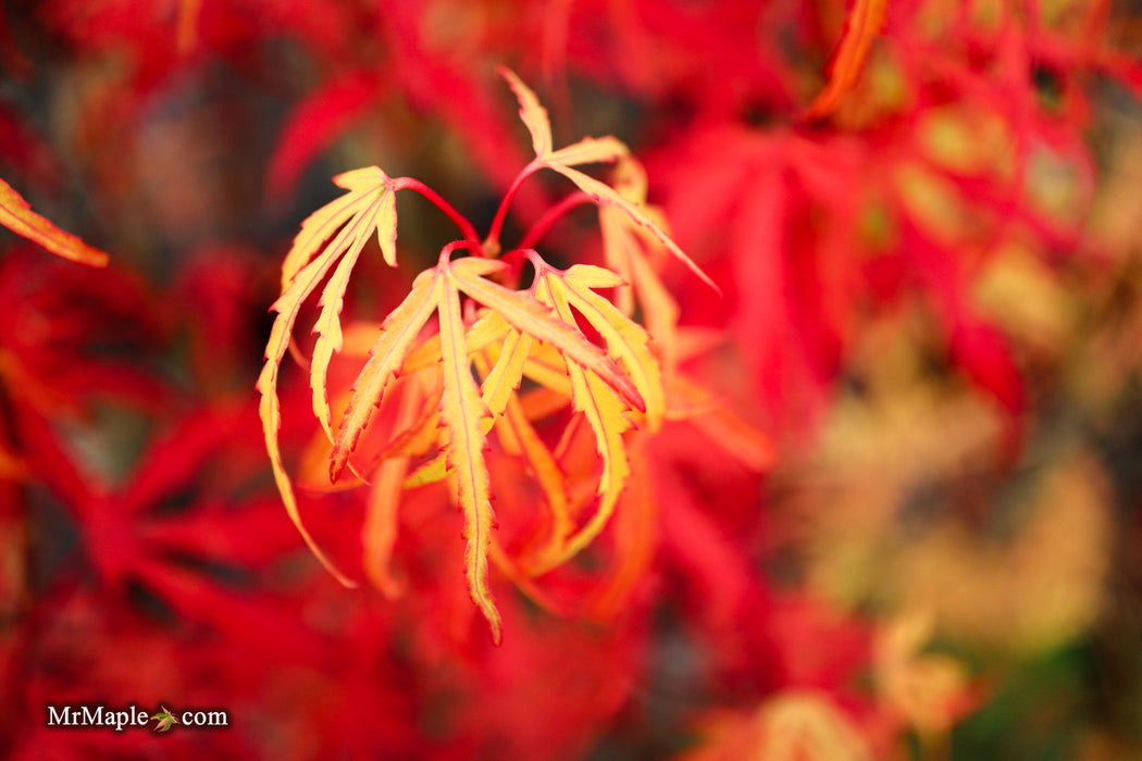 Acer palmatum 'Green Strap' Rare Japanese Maple