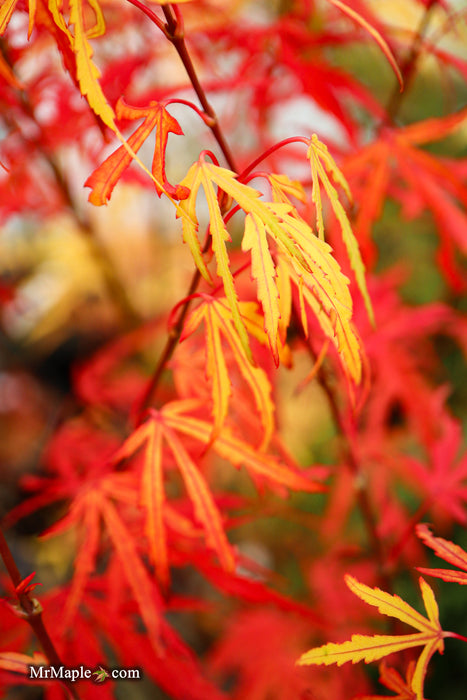 Acer palmatum 'Green Strap' Rare Japanese Maple