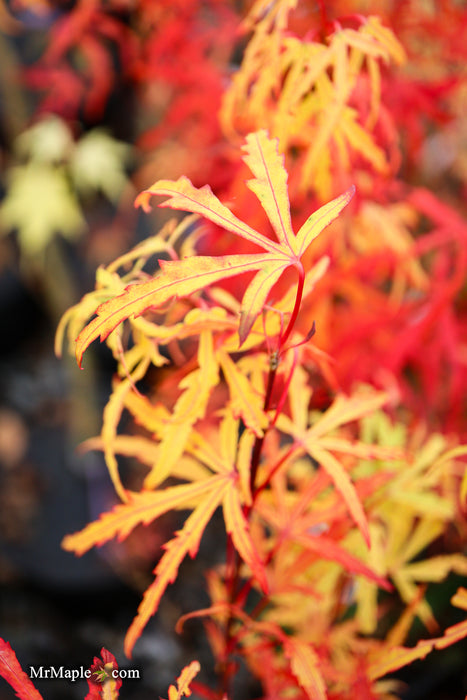 Acer palmatum 'Green Strap' Rare Japanese Maple