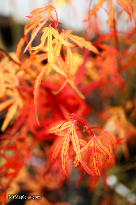 Acer palmatum 'Green Strap' Rare Japanese Maple