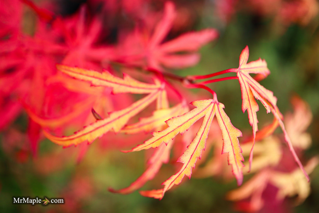 Acer palmatum 'Green Strap' Rare Japanese Maple