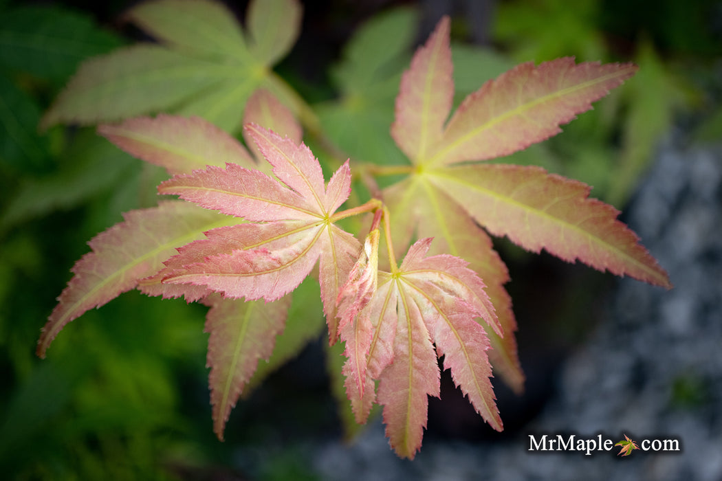 Acer palmatum 'Green Star' Japanese Maple