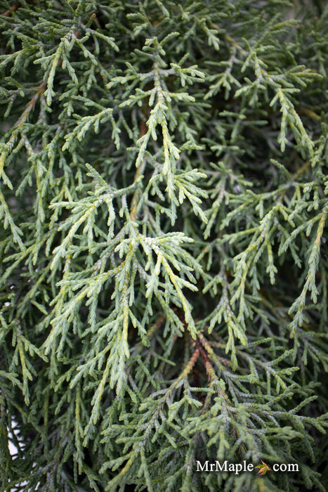 Cupressus macrocarpa ‘Greenstead Magnificent’ Monterey Cypress