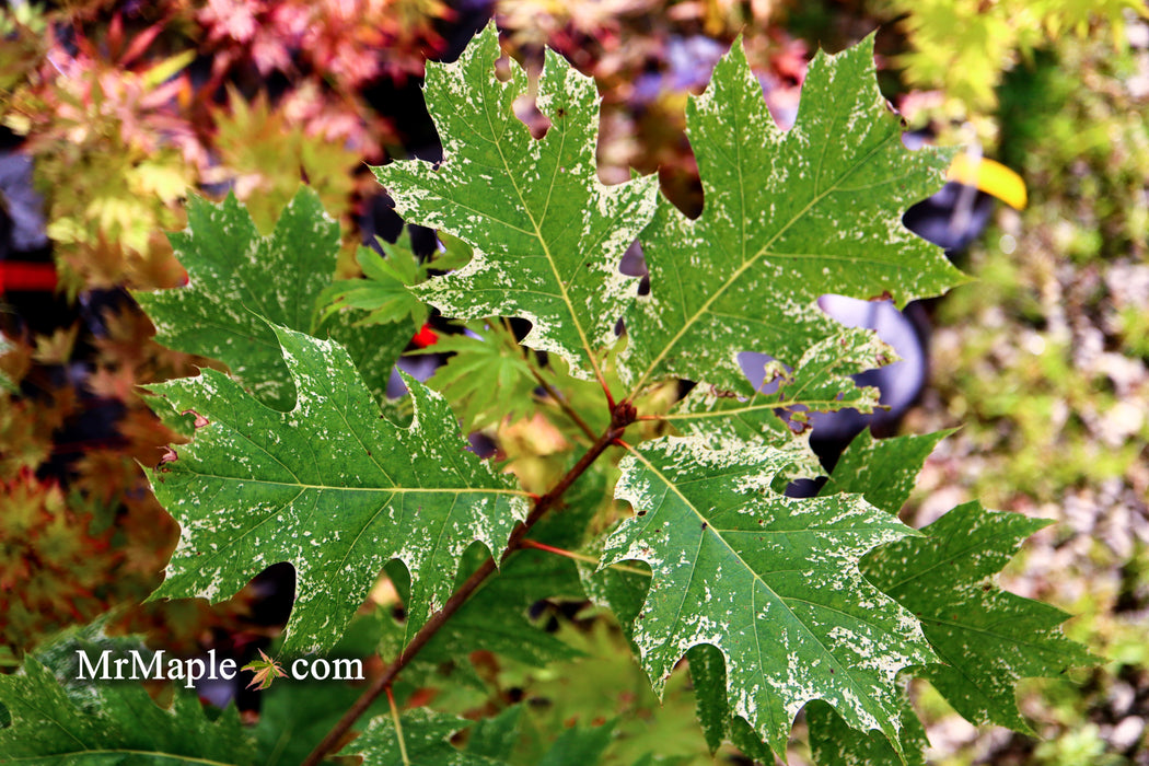 FOR PICKUP ONLY | Quercus rubra 'Greg’s Variegated' Variegated Red Oak Tree | DOES NOT SHIP