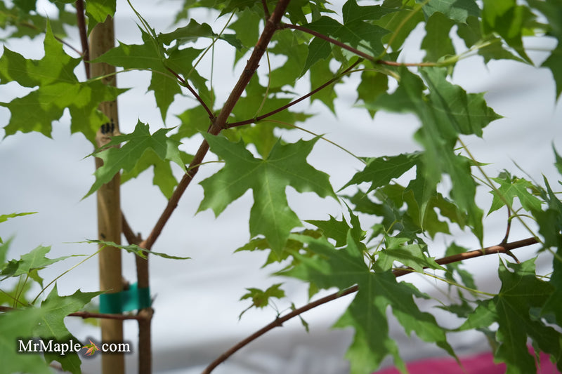 Acer truncatum 'Griffin's Dragon' Shantung Maple