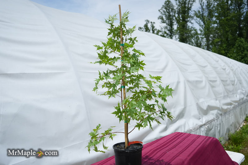 Acer truncatum 'Griffin's Dragon' Shantung Maple