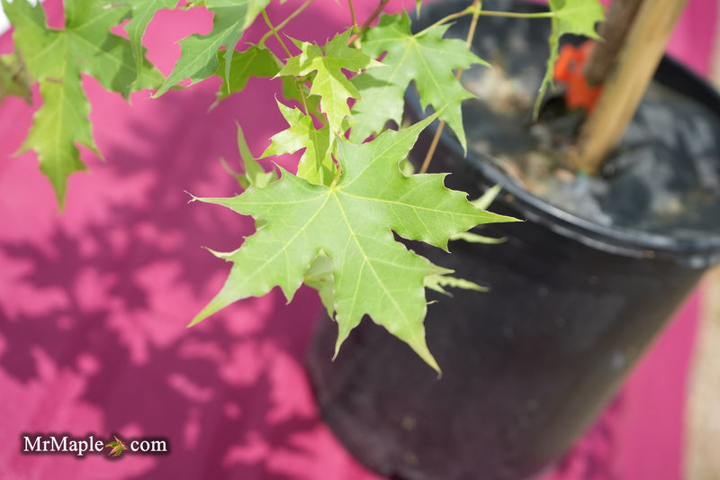 Acer truncatum 'Griffin's Dragon' Shantung Maple
