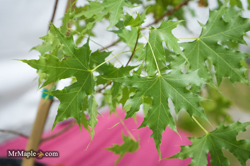 Acer truncatum 'Griffin's Dragon' Shantung Maple