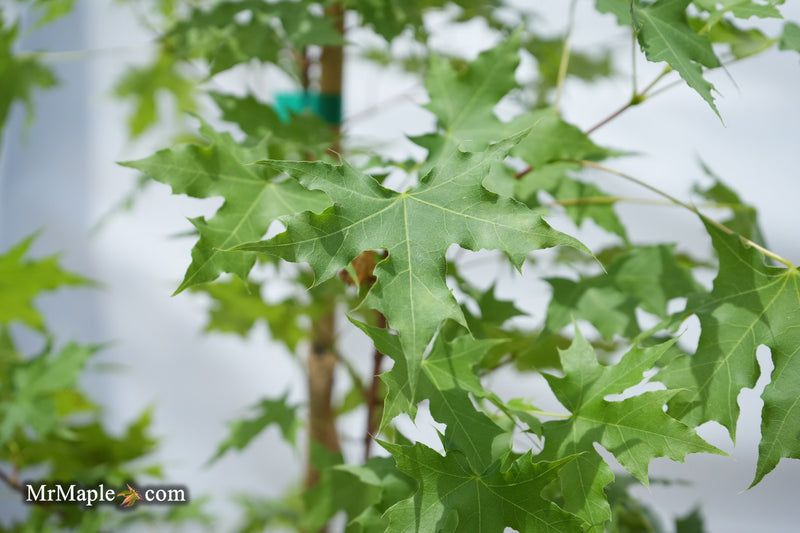 Acer truncatum 'Griffin's Dragon' Shantung Maple