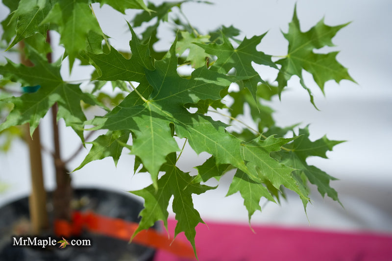 Acer truncatum 'Griffin's Dragon' Shantung Maple