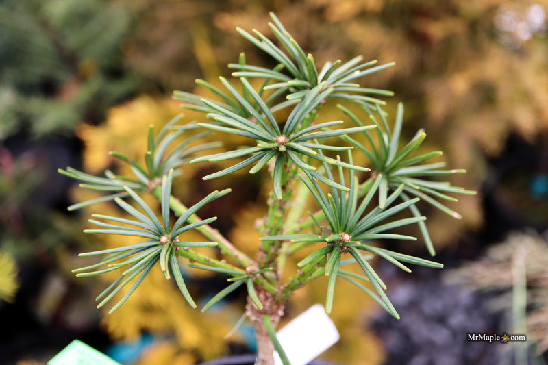 Sciadopitys verticillata 'Gruene Kugel' Japanese Umbrella Pine Tree
