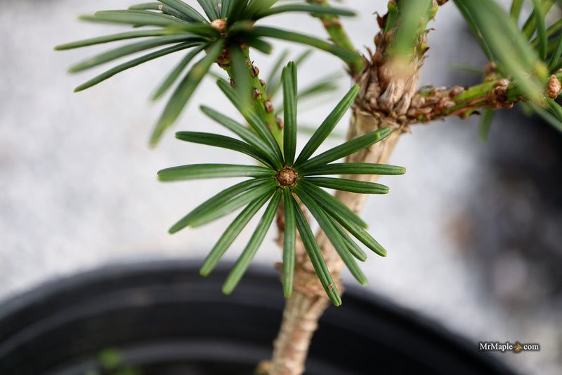 Sciadopitys verticillata 'Gruene Kugel' Japanese Umbrella Pine Tree