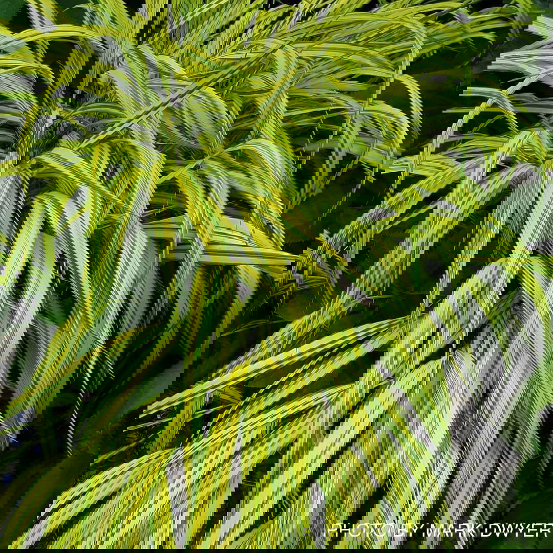 Buy Hakonechloa macra 'Aureola' Golden Japanese Forest Grass — Mr