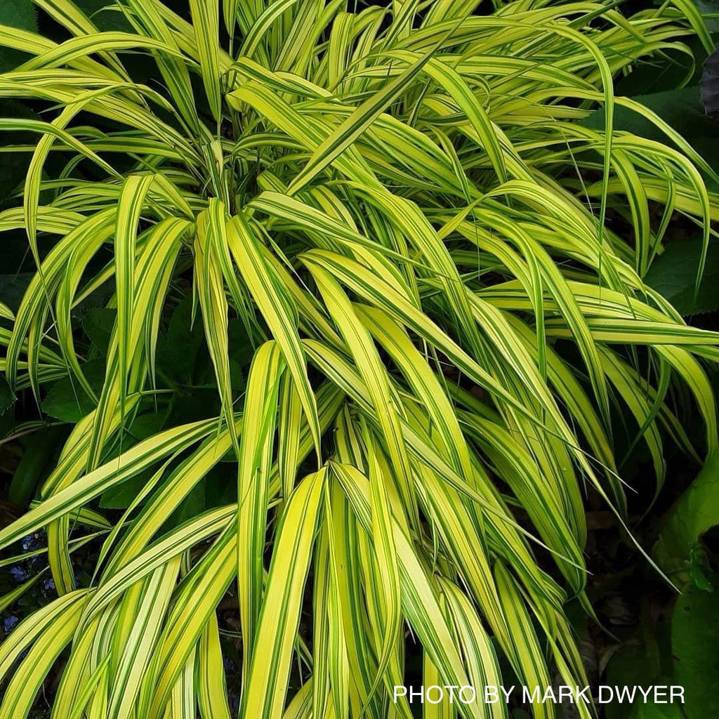 Buy Hakonechloa macra 'Aureola' Golden Japanese Forest Grass — Mr