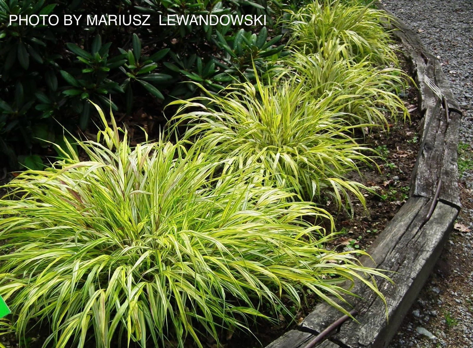 Buy Hakonechloa macra 'Aureola' Golden Japanese Forest Grass — Mr