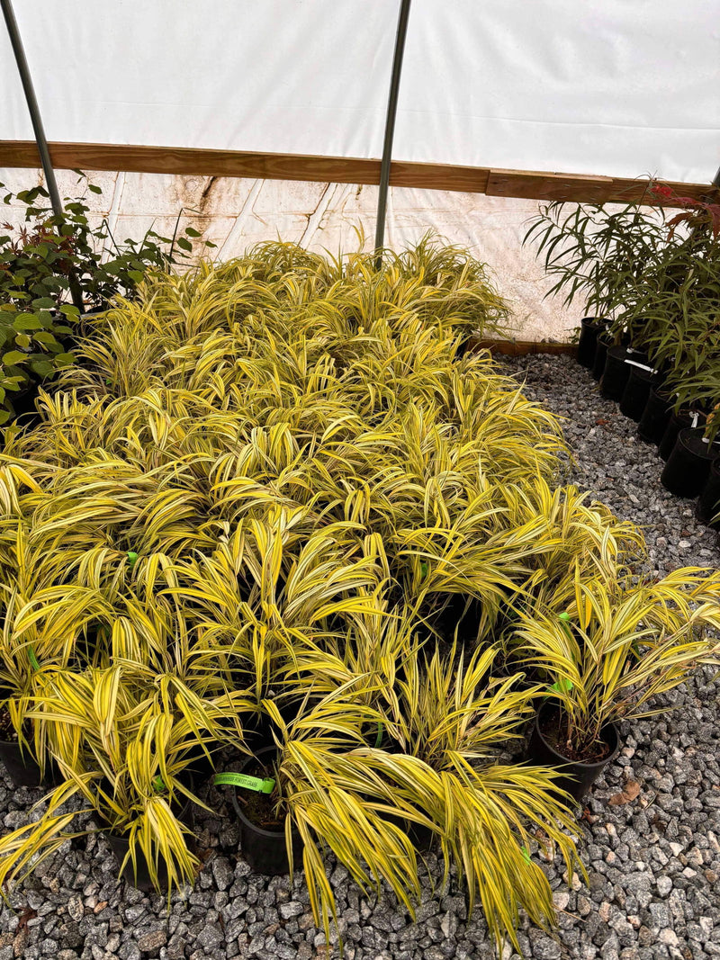 - Hakonechloa macra 'Aureola' Golden Japanese Forest Grass - Mr Maple │ Buy Japanese Maple Trees