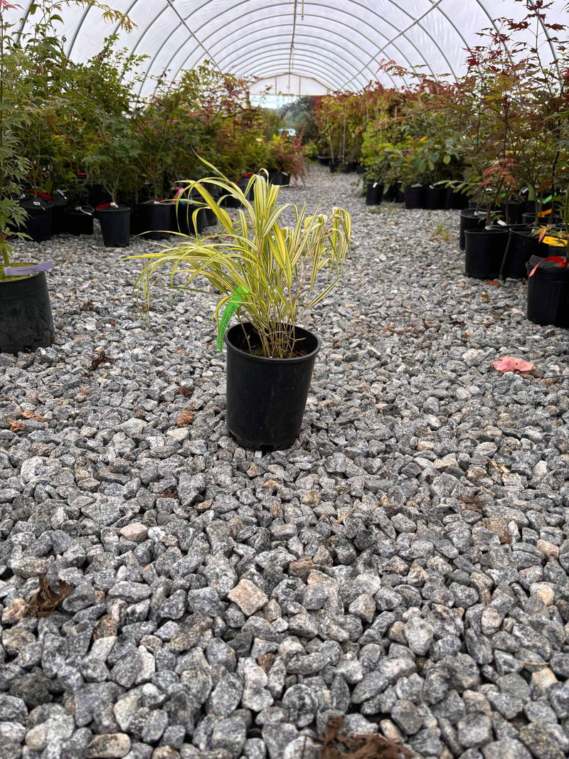 - Hakonechloa macra 'Aureola' Golden Japanese Forest Grass - Mr Maple │ Buy Japanese Maple Trees