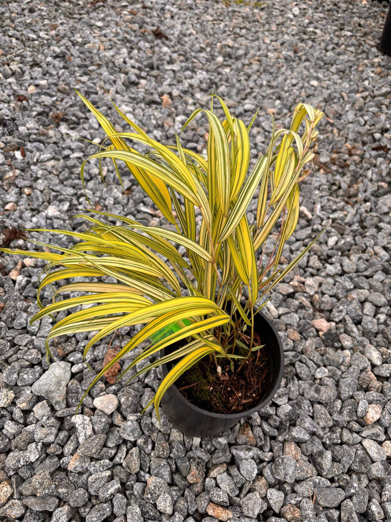 - Hakonechloa macra 'Aureola' Golden Japanese Forest Grass - Mr Maple │ Buy Japanese Maple Trees