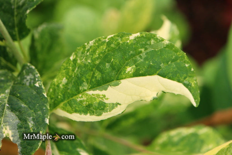 - Halesia tetraptera ‘Silver Splash’ Variegated Silverbell - Mr Maple │ Buy Japanese Maple Trees