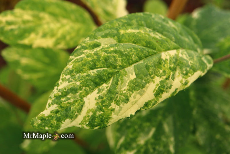 - Halesia tetraptera ‘Silver Splash’ Variegated Silverbell - Mr Maple │ Buy Japanese Maple Trees