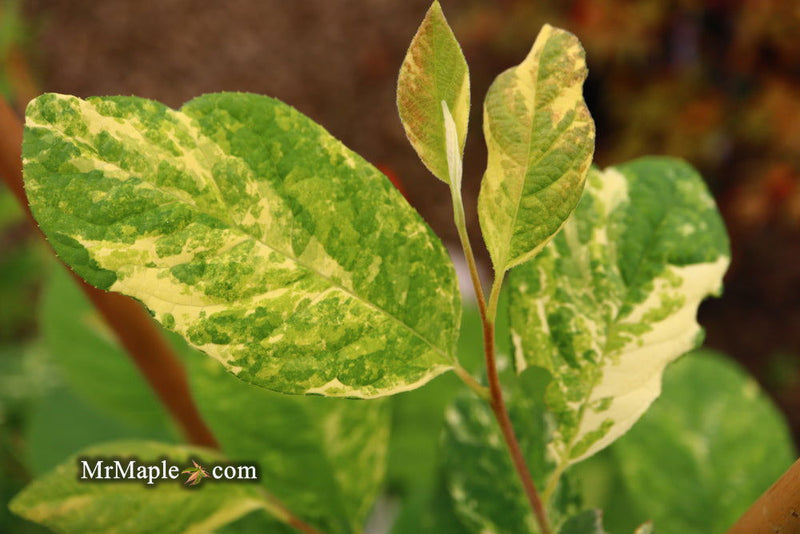 - Halesia tetraptera ‘Silver Splash’ Variegated Silverbell - Mr Maple │ Buy Japanese Maple Trees
