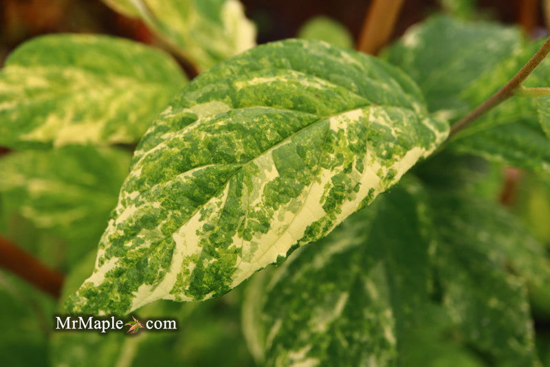 - Halesia tetraptera ‘Silver Splash’ Variegated Silverbell - Mr Maple │ Buy Japanese Maple Trees