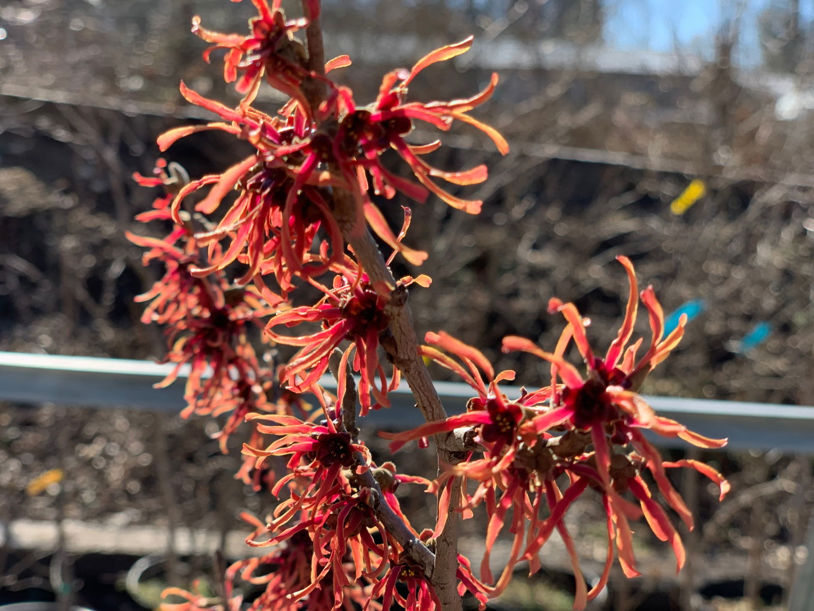 Buy Hamamelis vernalis 'Christmas Cheer' Orange Witch Hazel — Mr