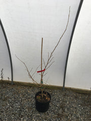 - Hamamelis vernalis 'Christmas Cheer' Orange Witch Hazel - Mr Maple │ Buy Japanese Maple Trees