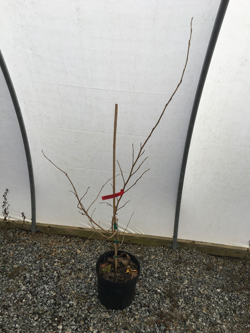 - Hamamelis vernalis 'Christmas Cheer' Orange Witch Hazel - Mr Maple │ Buy Japanese Maple Trees