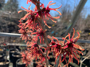 - Hamamelis vernalis 'Christmas Cheer' Orange Witch Hazel - Mr Maple │ Buy Japanese Maple Trees