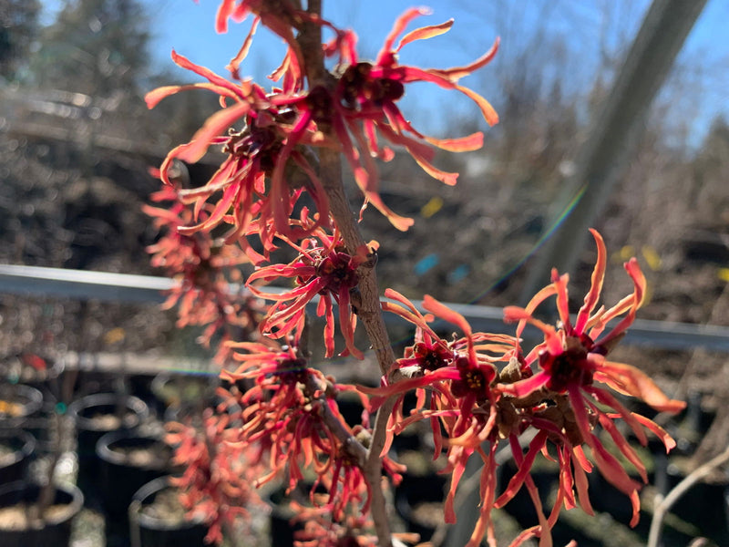 - Hamamelis vernalis 'Christmas Cheer' Orange Witch Hazel - Mr Maple │ Buy Japanese Maple Trees