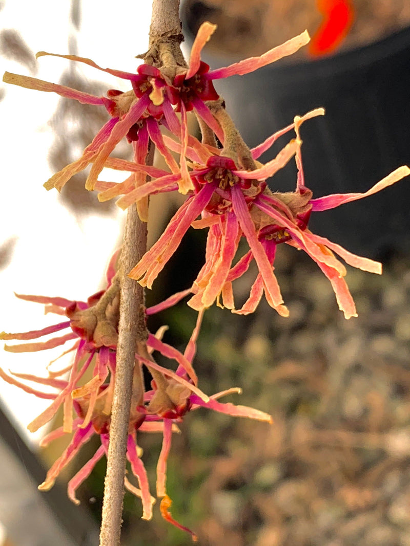- Hamamelis vernalis 'Kohankie Red' Purple Red Witch Hazel - Mr Maple │ Buy Japanese Maple Trees