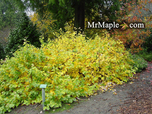 - Hamamelis vernalis 'Lombart's Weeping' Weeping Red Witch Hazel - Mr Maple │ Buy Japanese Maple Trees