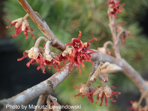 - Hamamelis vernalis 'Lombart's Weeping' Weeping Red Witch Hazel - Mr Maple │ Buy Japanese Maple Trees