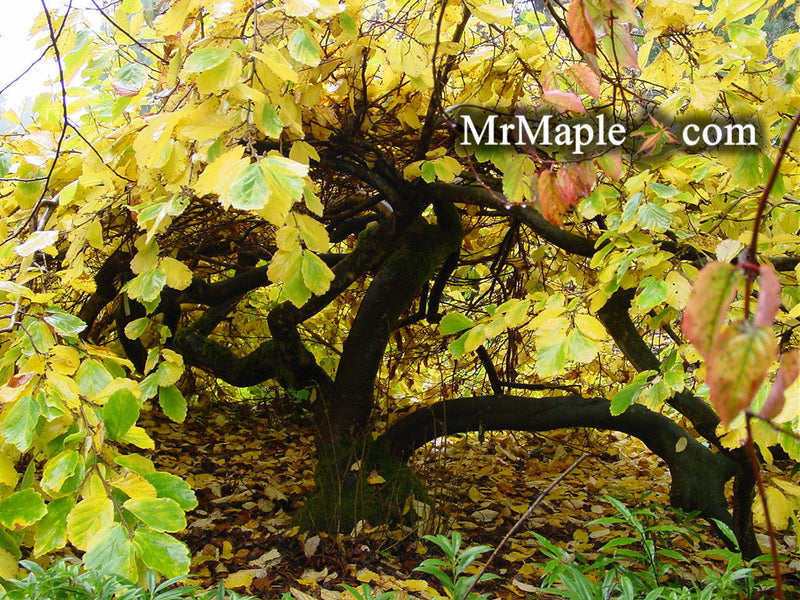 - Hamamelis vernalis 'Lombart's Weeping' Weeping Red Witch Hazel - Mr Maple │ Buy Japanese Maple Trees