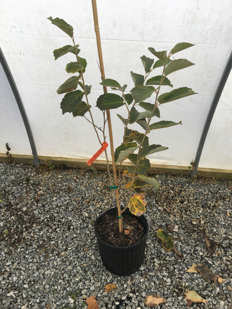 - Hamamelis vernalis 'Orange Spangles' Orange Witch Hazel - Mr Maple │ Buy Japanese Maple Trees