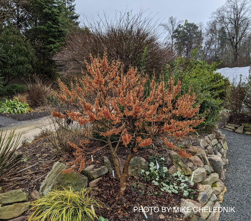 - Hamamelis vernalis 'Quasimodo'  Dwarf Flowering Witch Hazel - Mr Maple │ Buy Japanese Maple Trees