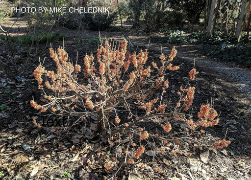 - Hamamelis vernalis 'Quasimodo'  Dwarf Flowering Witch Hazel - Mr Maple │ Buy Japanese Maple Trees